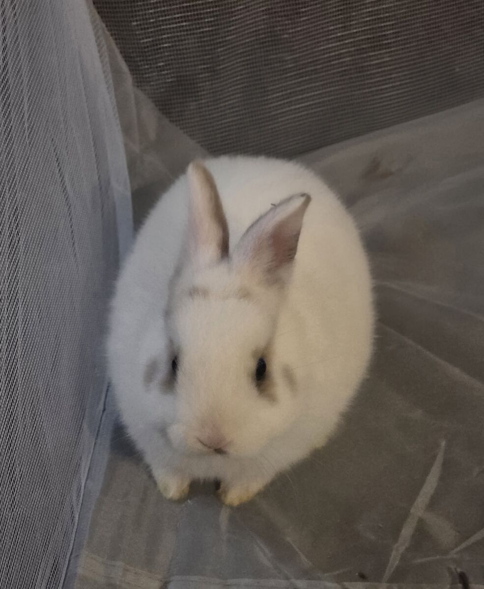 Cute holland lop mix