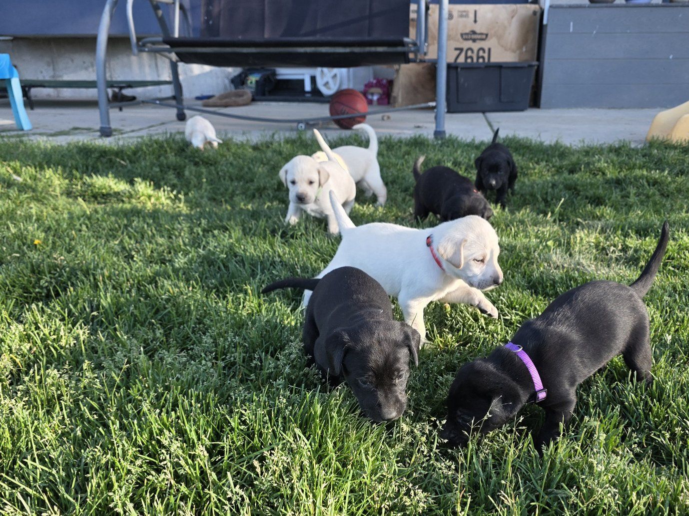 Lab puppies
