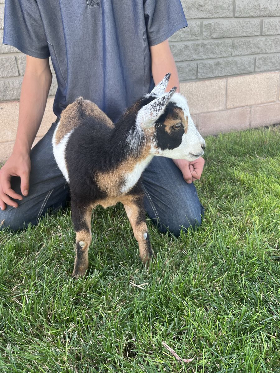 Your new little best friend