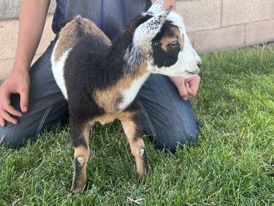 Your new little best friend