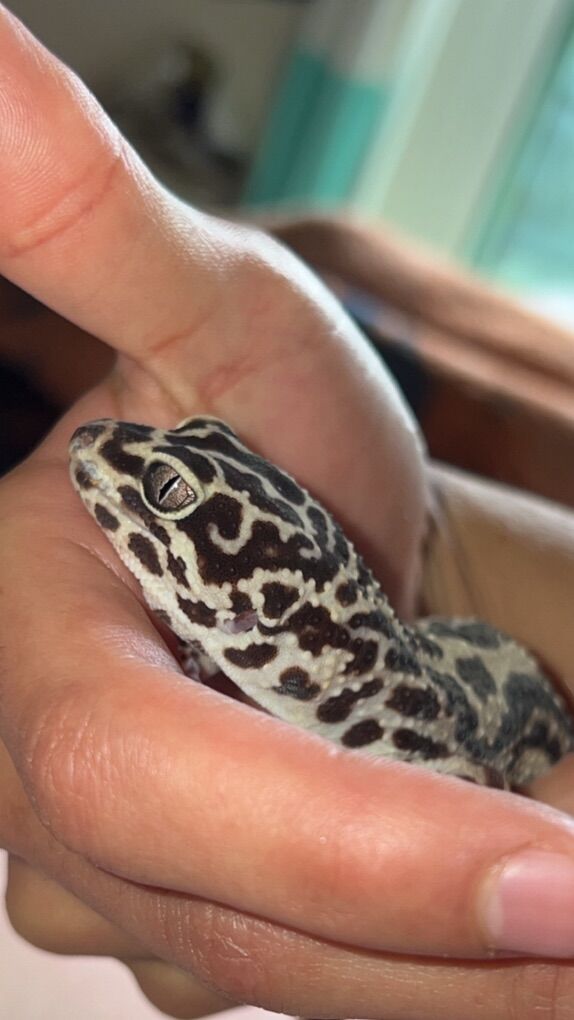 Leopard Gecko