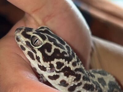 Leopard Gecko