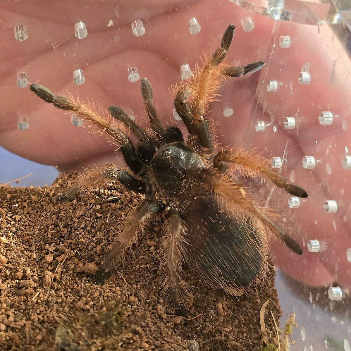 FEMALE Brachypelma Klassi Tarantulas