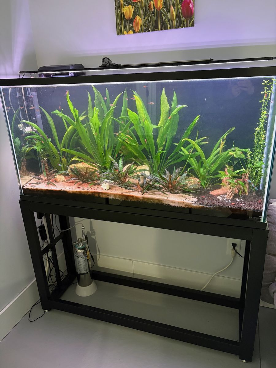 Aquarium with stand (and fish)