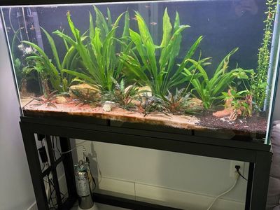 Aquarium with stand (and fish)