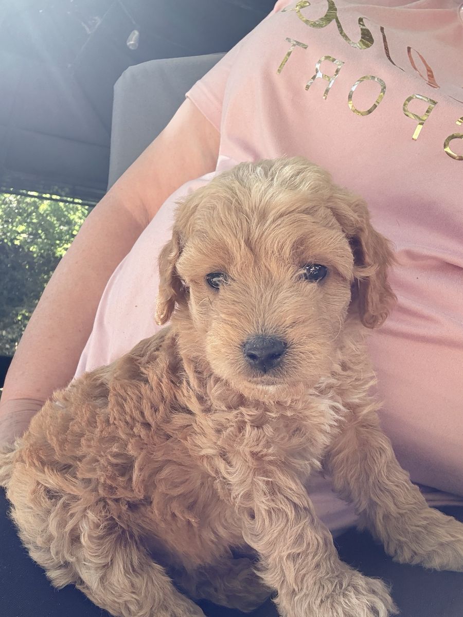 Adorable Goldendoodle Puppy - Ready for a Loving Home!