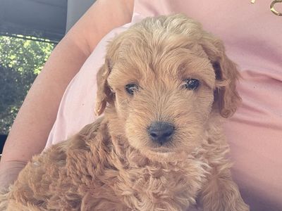 Adorable Goldendoodle Puppy - Ready for a Loving Home!