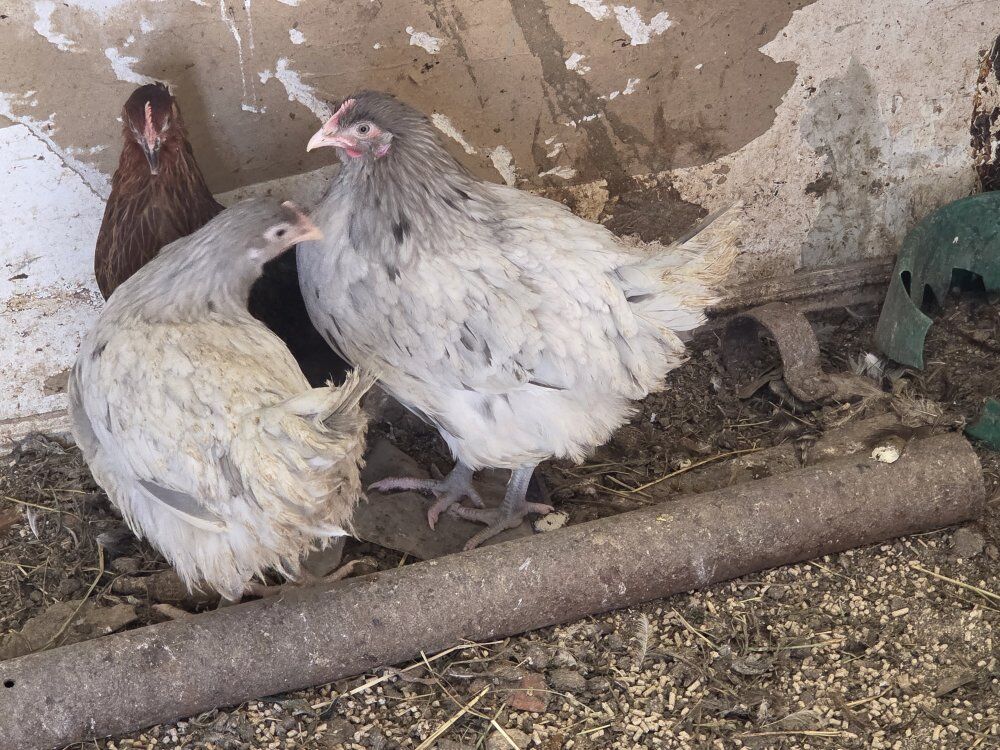 lavender orphintons. pullets