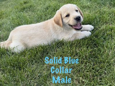 AKC Papered LabRador Retriever (lab) Puppies!