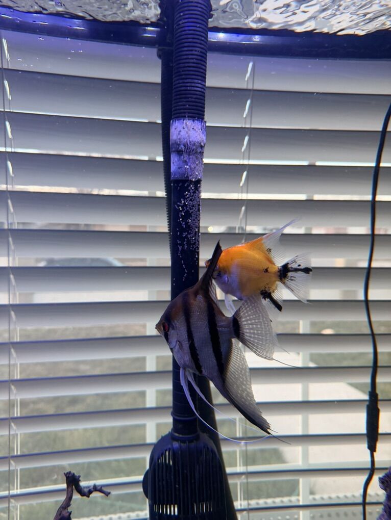 BreedingTrio Of Angel Fish