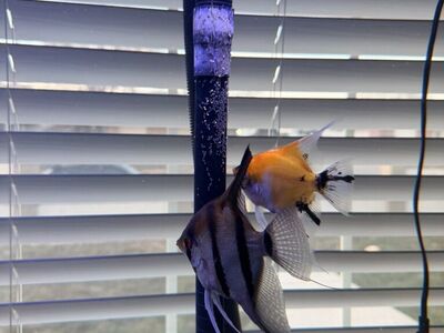 BreedingTrio Of Angel Fish