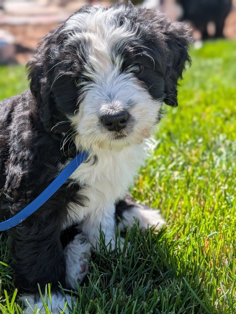 Ultra-Bernedoodle puppies for sale.