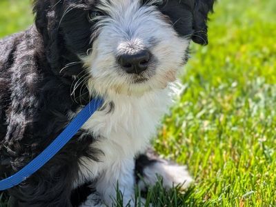 Ultra-Bernedoodle puppies for sale.