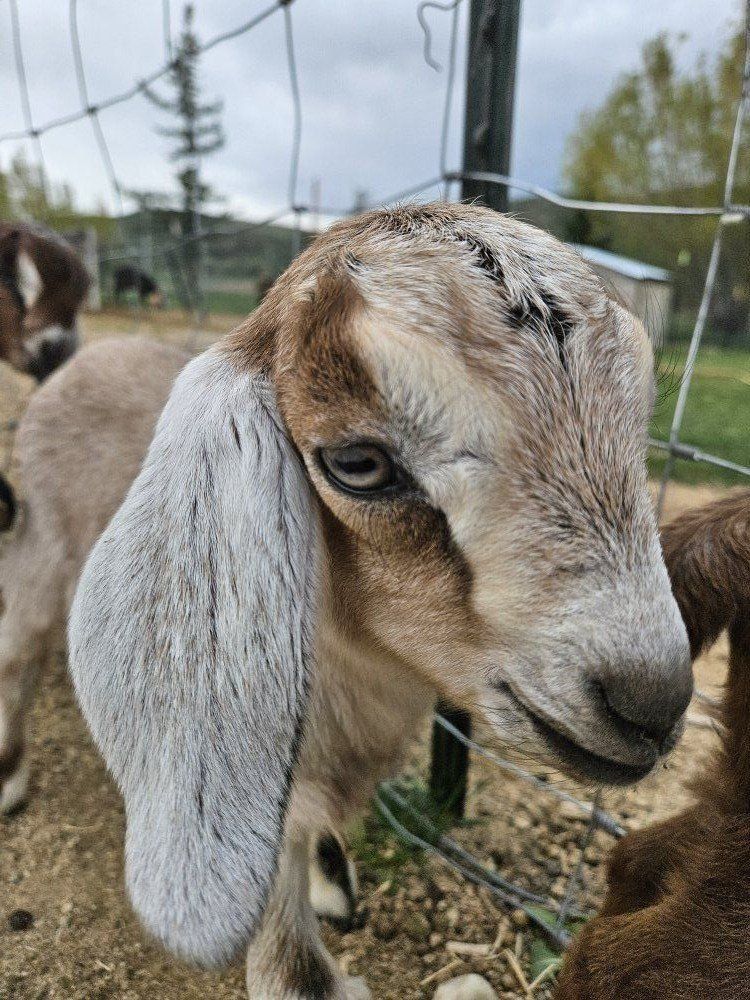 8 Nubian Goat Bottle Babies