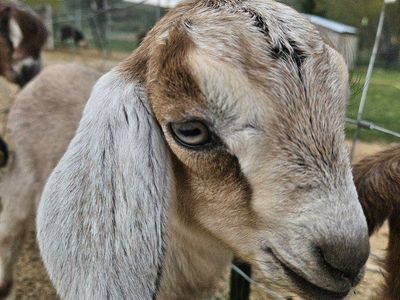 8 Nubian Goat Bottle Babies