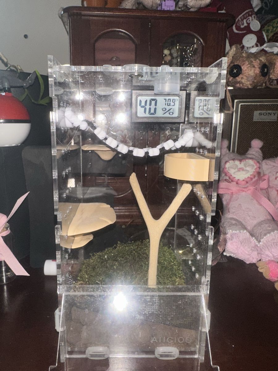 Jumping Spider Enclosure