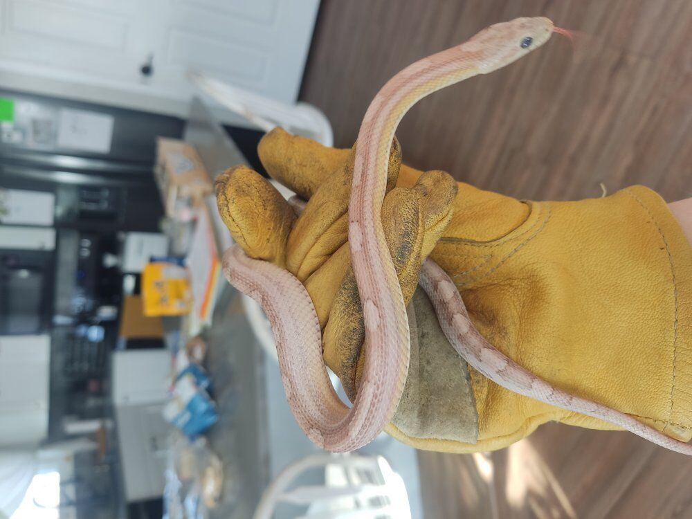 pale corn snake$100 and ball python$200