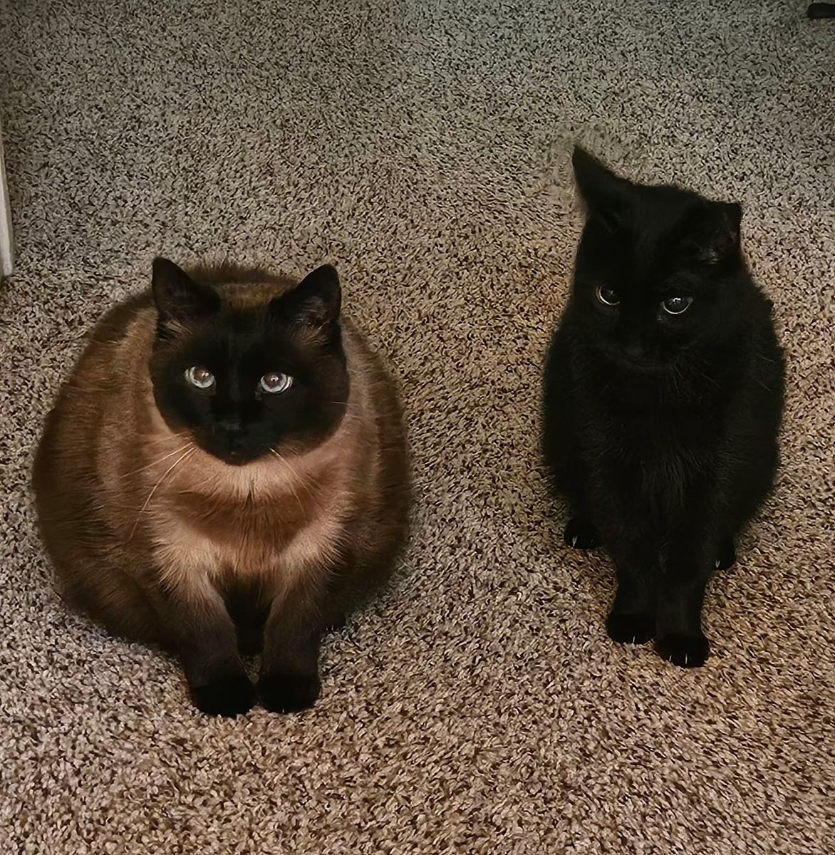 Two Sweet Cats, Earl (Black) & Boo (Applehead Siamese) - Seeking Loving Home, Vaccinated, Fixed