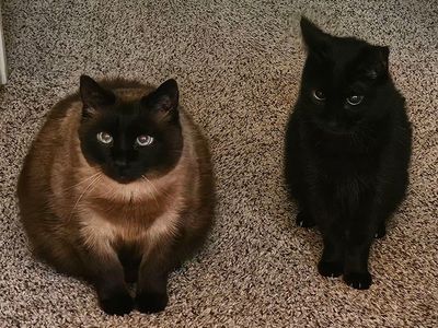 Two Sweet Cats, Earl (Black) & Boo (Applehead Siamese) - Seeking Loving Home, Vaccinated, Fixed