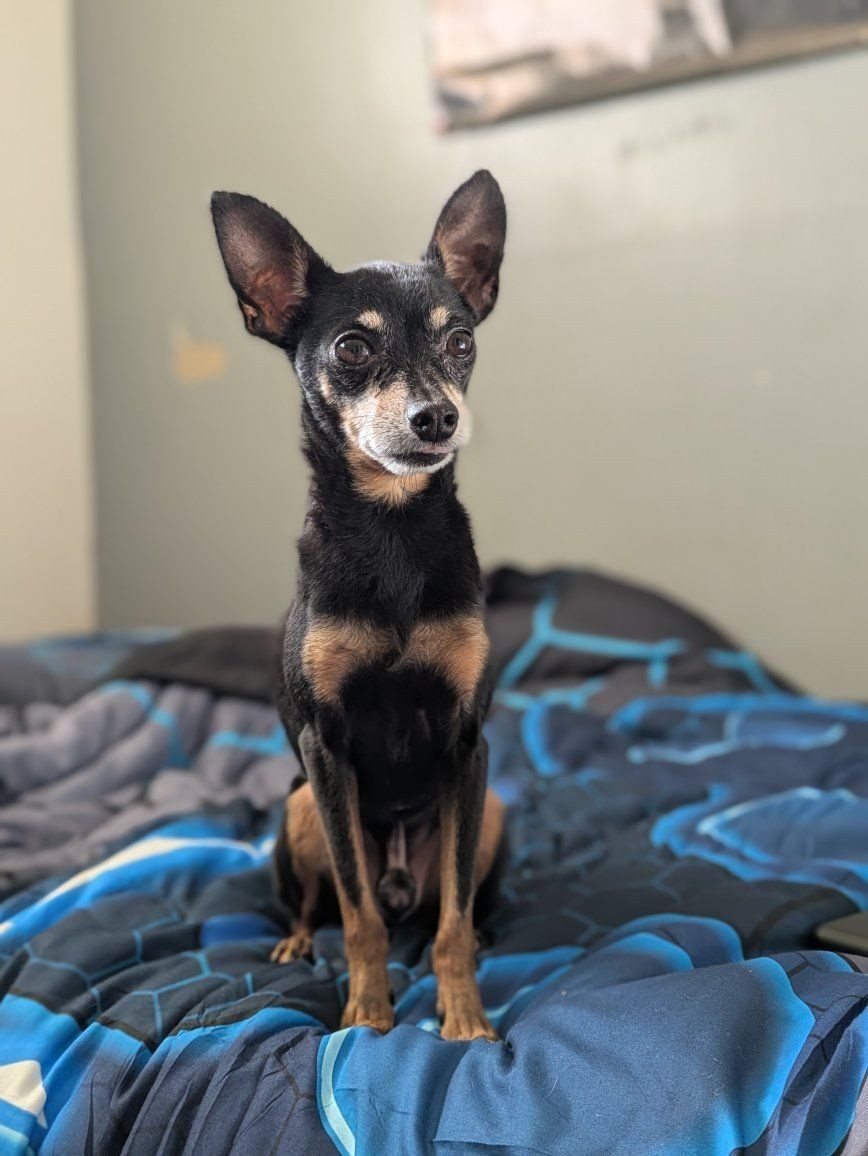 Abandoned Senior for adoption