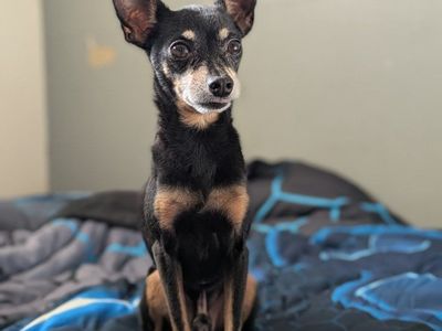 Abandoned Senior for adoption