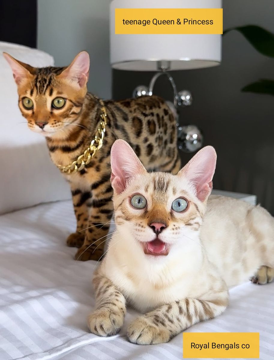 Tica Registered  Bengal  Kittens AVAILABLE  !
 ( PRICE NEGOTIABLE TO A GOOD HOME)
READY FOR  ADOPTION NOW !! Royal Bengals co