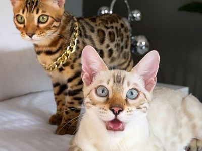 Tica Registered Bengal Kittens AVAILABLE !
( PRICE NEGOTIABLE TO A GOOD HOME)
READY FOR ADOPTION NOW !! Royal Bengals co