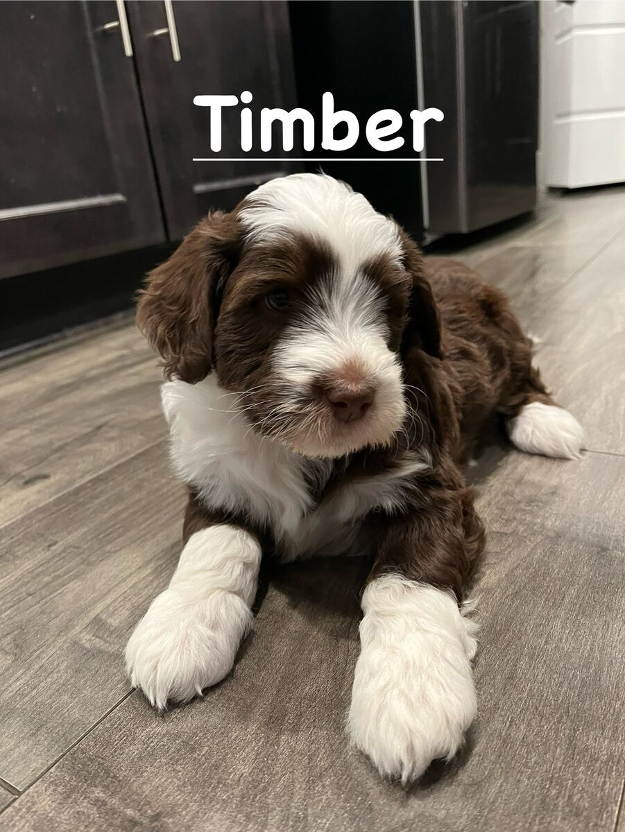 Bernedoodle Puppies