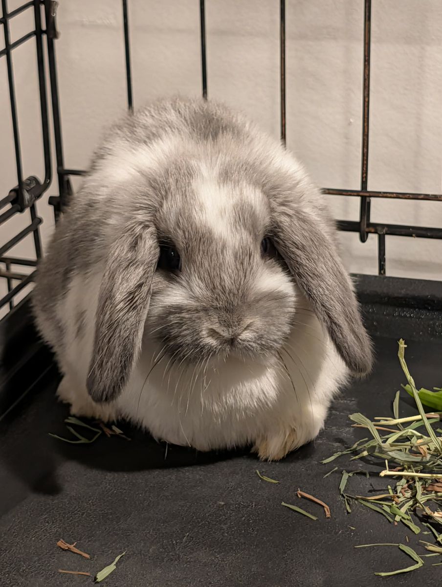 Beautiful (broken color)  female rabbit
