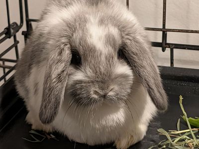 Beautiful (broken color) female rabbit