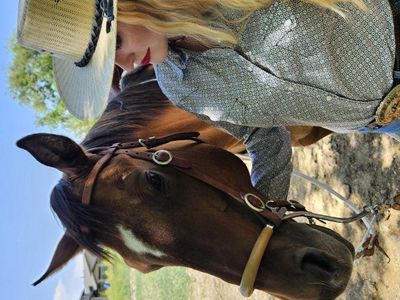 11 year old grade QH mare