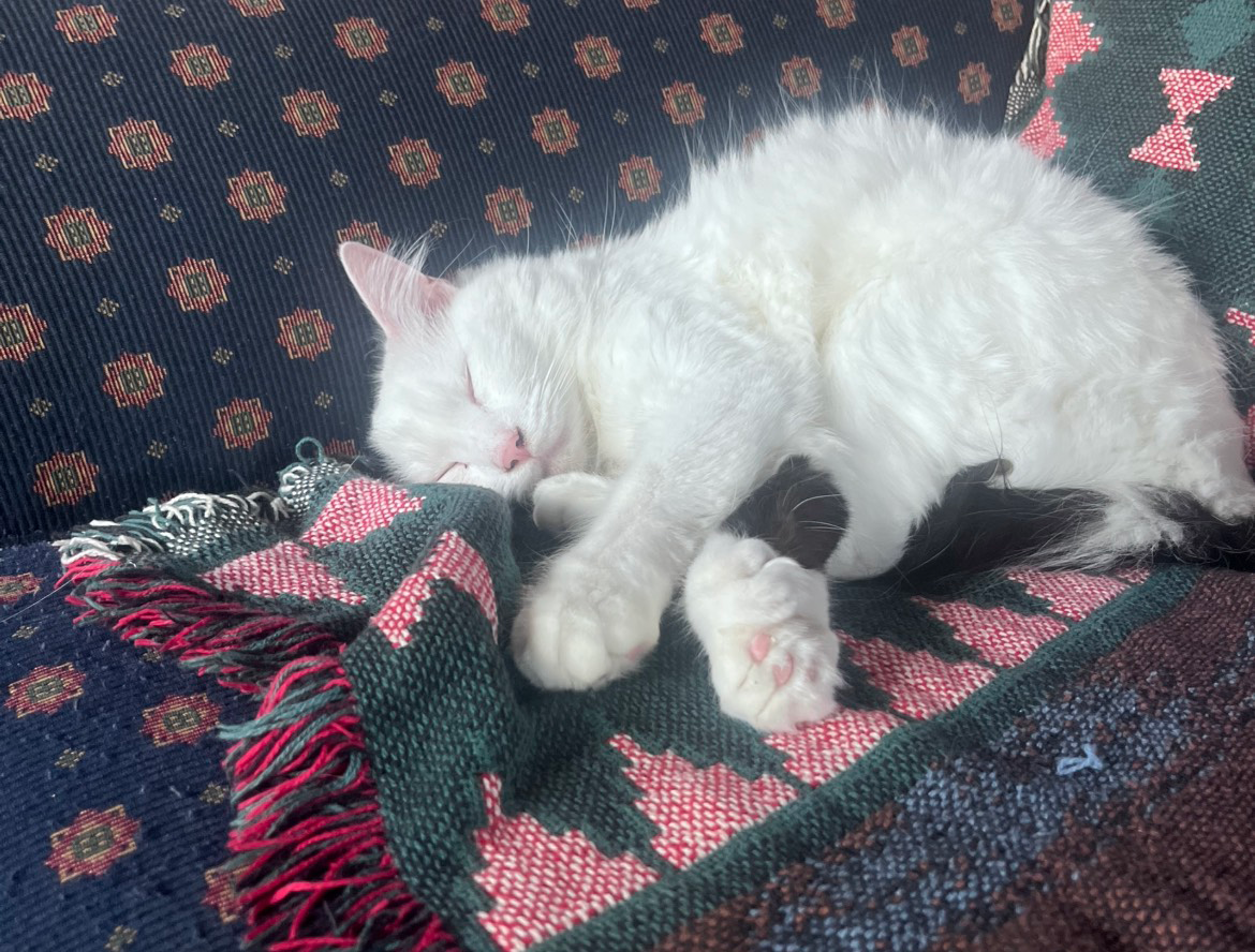 Sweet White & Black Male Cat Looking for Good Home