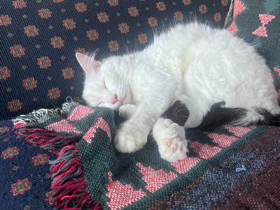 Sweet White & Black Male Cat Looking for Good Home
