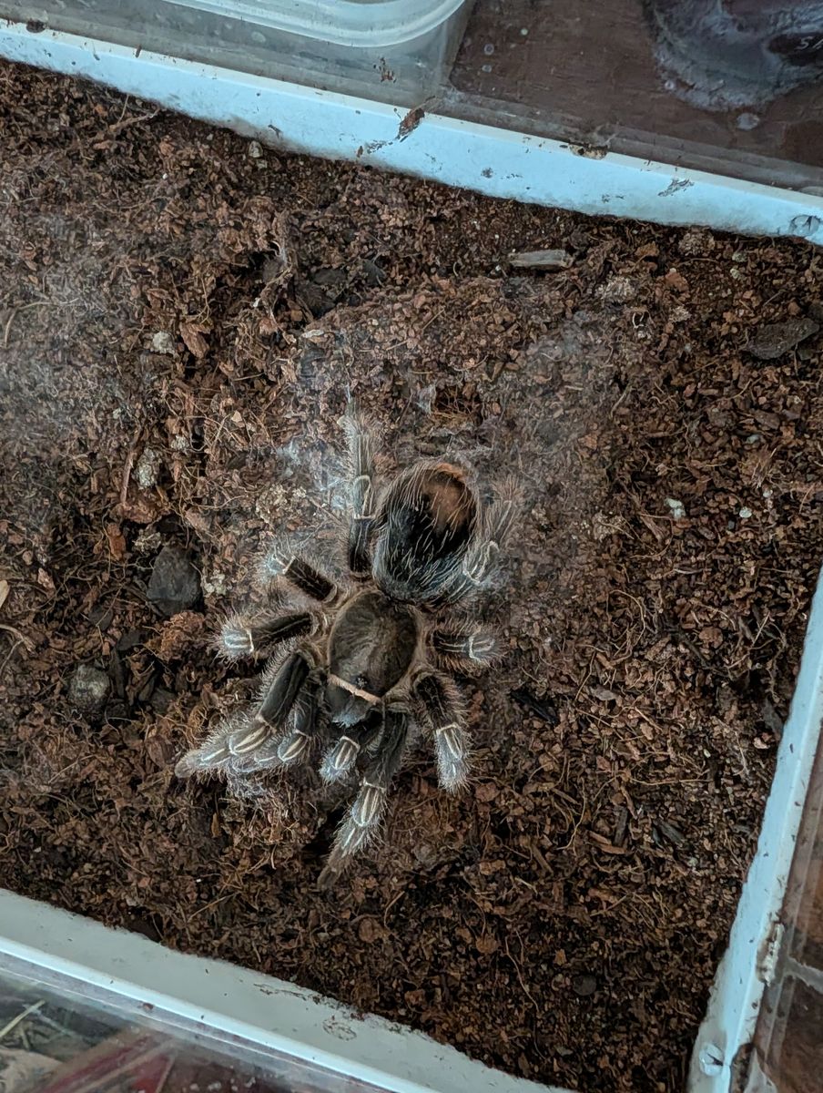 Stripped Leg Tarantula