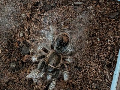 Stripped Leg Tarantula