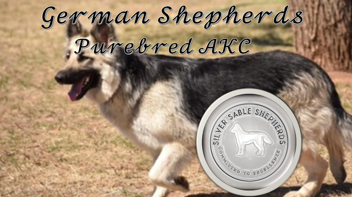 AKC German Shepherd Puppies Long Coat -rare colors
