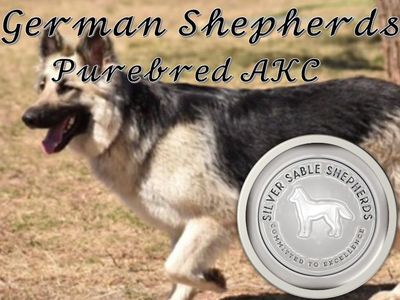 AKC German Shepherd Puppies Long Coat -rare colors