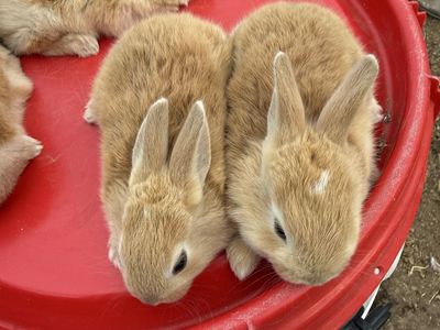 Rex bunnies