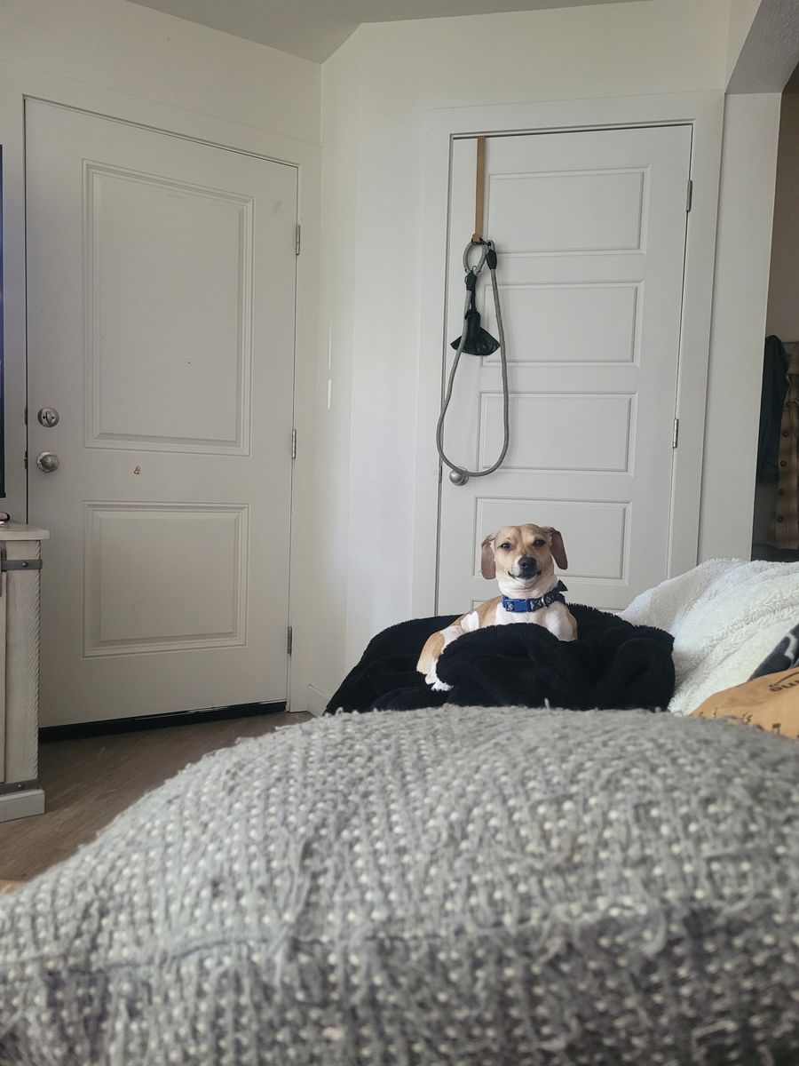 1 1/2 year old Chiweenie