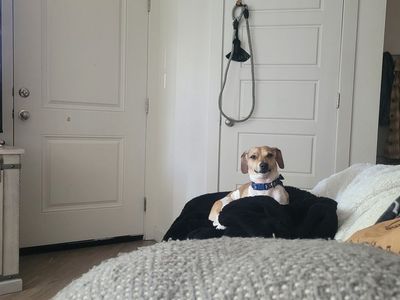 1 1/2 year old Chiweenie