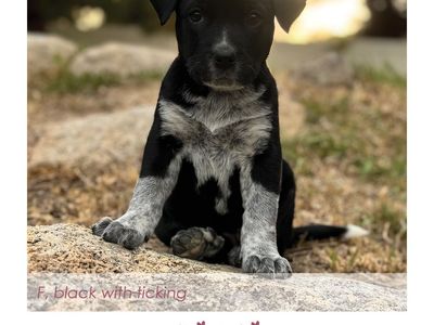 Heeler Mix Puppies
