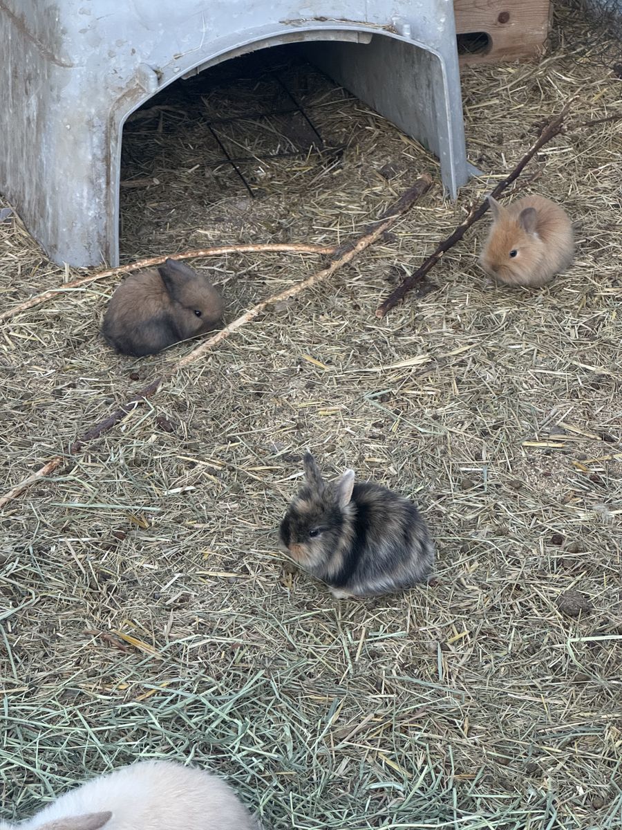 Holland Lops and Lionlops!