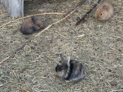 Holland Lops and Lionlops!