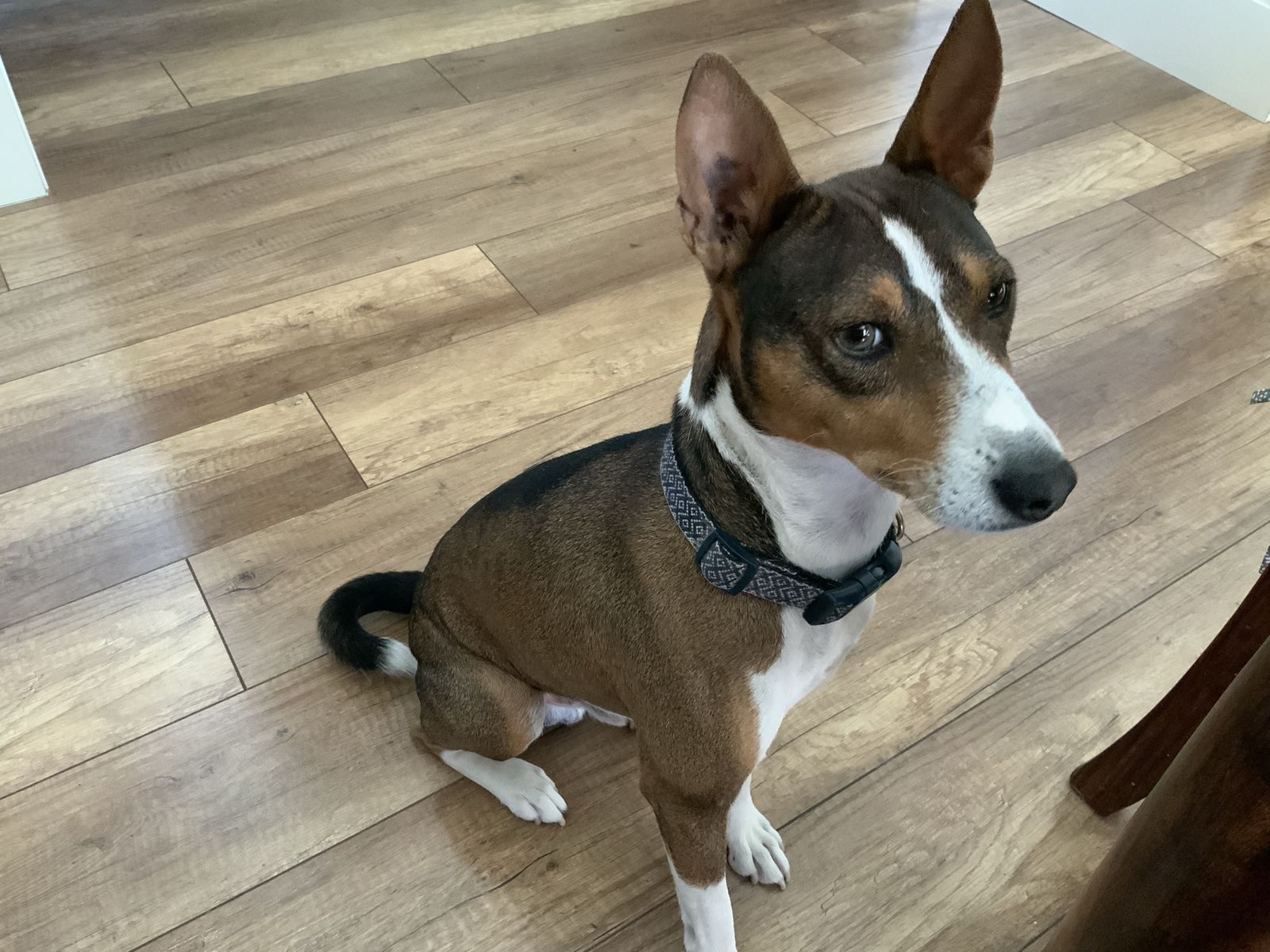 Basenji Dog - Brown and White Adult Dog