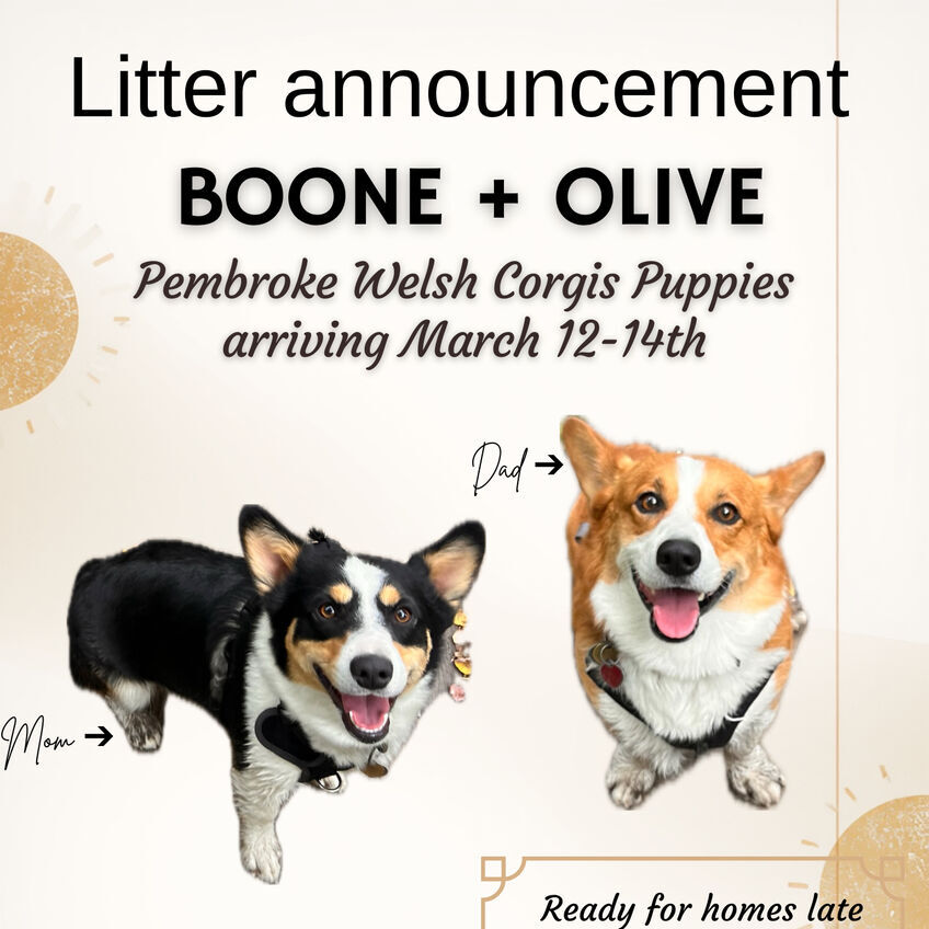 Pembroke Welsh Corgi Puppies (Coming Mid March)
