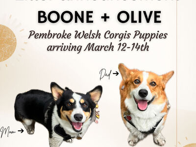 Pembroke Welsh Corgi Puppies (Coming Mid March)