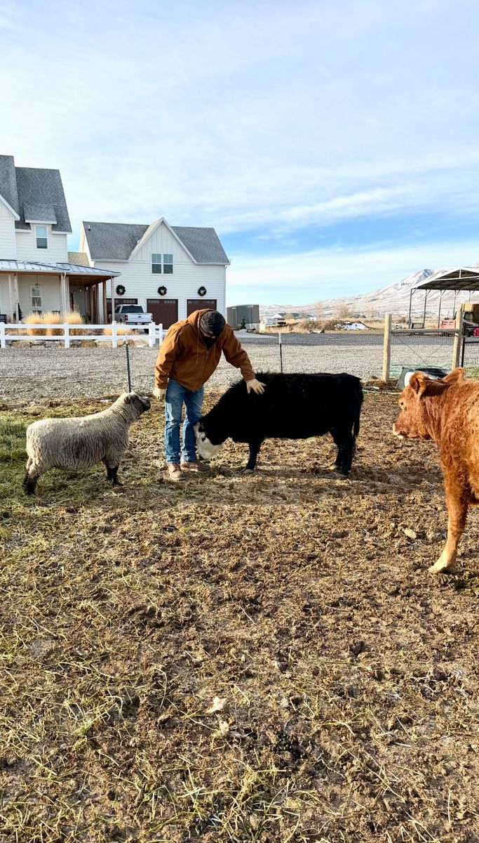 Micro Mini Baldy Face Cow