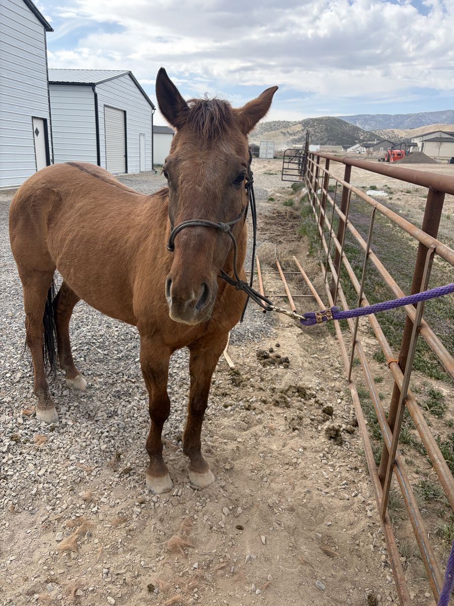 Dun mare 7 years old