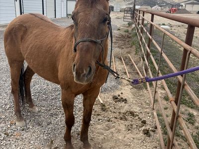 Dun mare 7 years old