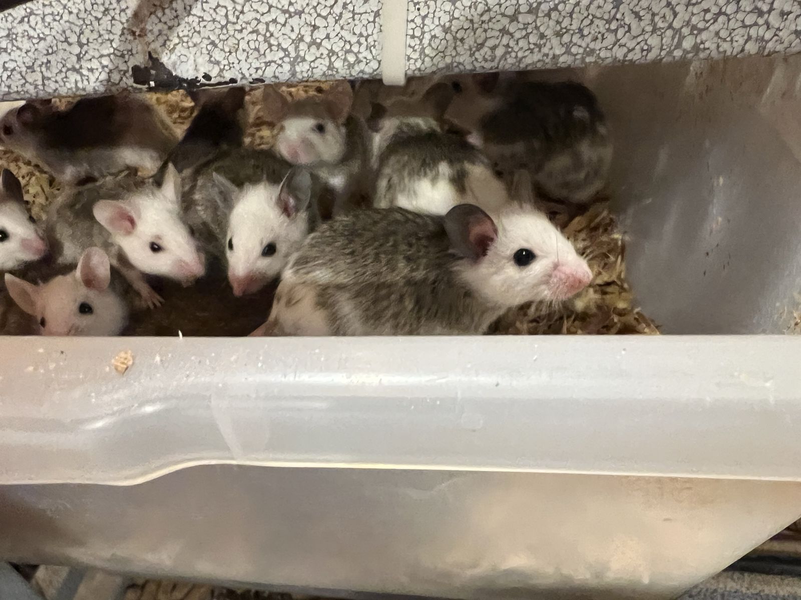 Asf feeders 